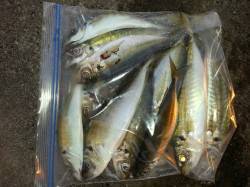 文里湾で良型マアジ&マルアジ