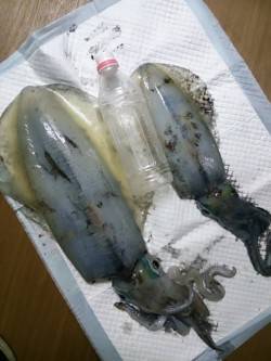 元島エギング、遠投し底付近でねちっこくシャ…