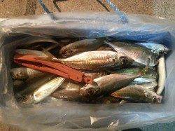 文里湾夕まづめのサビキアジ〜約１時間の時合いに爆釣！