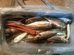 文里湾夕まづめのサビキアジ〜約１時間の時合…