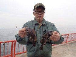 シラサの落し込みでメバル　【1日平磯海づり公園】　