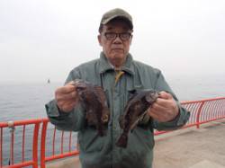 シラサの落し込みでメバル　【1日平磯海づり…