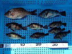平磯海づり公園、ウキ釣りでメバルとウミタナ…