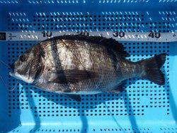 平磯海づり公園でチヌ43.5cm！