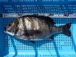 平磯海づり公園でチヌ43.5cm！