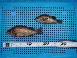 平磯海づり公園、シラサのウキ釣りでメバルの釣果