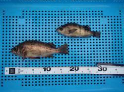 平磯海づり公園、シラサのウキ釣りでメバルの…