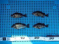 【7日】平磯海づり公園のメバル釣果