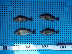 【7日】平磯海づり公園のメバル釣果