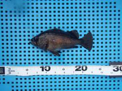 平磯海づり公園　ウキ釣りでメバルの釣果