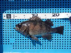 平磯海づり公園、メバリングでナイスサイズの…