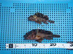 平磯海づり公園、胴突仕掛けでガシラ