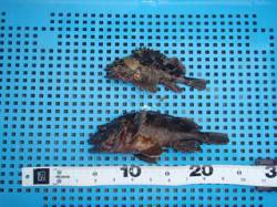 平磯海づり公園、胴突仕掛けでガシラ