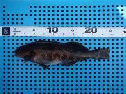 平磯海づり公園の投げ釣りでグッドサイズのアイナメ