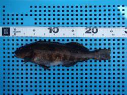 平磯海づり公園の投げ釣りでグッドサイズのア…