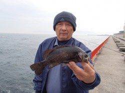 平磯海づり公園　落とし込みで良型メバル