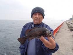 平磯海づり公園　落とし込みで良型メバル