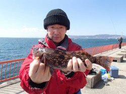 平磯海づり公園、30cm超えのアイナメ　投げ釣りにて