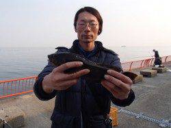 平磯海づり公園でポン級アイナメ34.5cm！