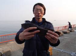 平磯海づり公園でポン級アイナメ34.5cm…