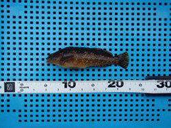 平磯海づり公園、連日ウキ釣りでアイナメあがっています