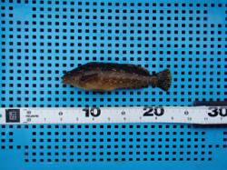 平磯海づり公園、連日ウキ釣りでアイナメあが…