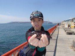 平磯海づり公園〜春休みのお子様釣果はガシラ