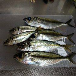 日置川河口でアジング、多少スレてきているかも？