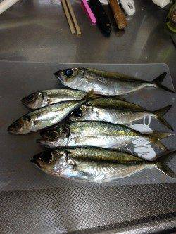 日置川河口でアジング、多少スレてきているかも？