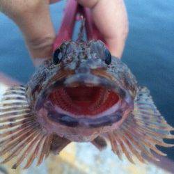 北公園でメバリング、根掛かり覚悟で底付近を攻めガシラGET！