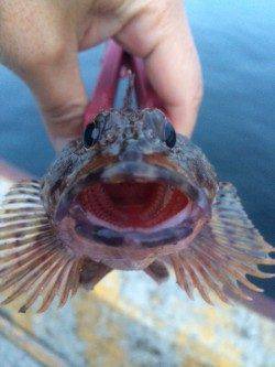 北公園でメバリング、根掛かり覚悟で底付近を攻めガシラGET！