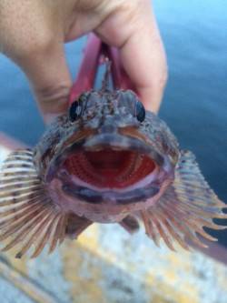 北公園でメバリング、根掛かり覚悟で底付近を…