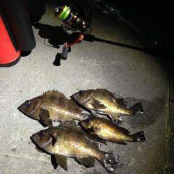 メバルの引き最高でした・新浜漁港メバリング