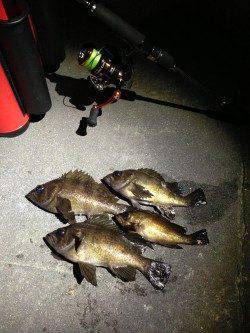 メバルの引き最高でした・新浜漁港メバリング