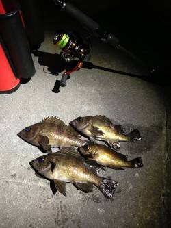 メバルの引き最高でした・新浜漁港メバリング…