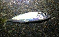 鯵を求めて田辺方面をランガン