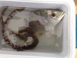 淀川河口でチニング〜粘ってキビレゲット