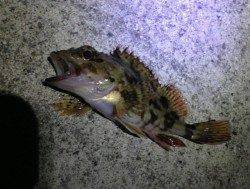 田杭漁港でメバル探索〜5分に1匹ペースでガシラの釣果