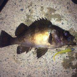 江井ヶ島メバリング〜小気味好い引きに癒されました♪