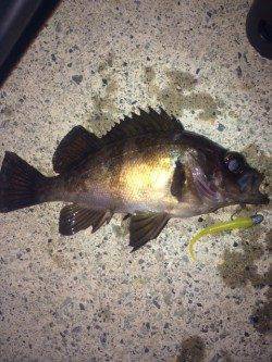 江井ヶ島メバリング〜小気味好い引きに癒されました♪