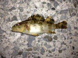 樽井漁港にて親子でメバリング〜タケノコメバルゲット！