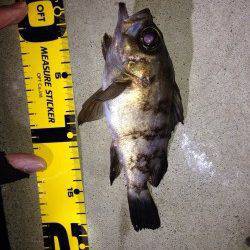 須磨メバリング、ジグ単中層でのヒットです