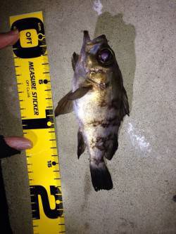 須磨メバリング、ジグ単中層でのヒットです