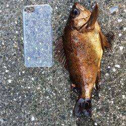 神谷漁港、ルアーでメバル・ガシラ