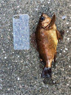 神谷漁港、ルアーでメバル・ガシラ