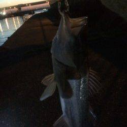 石津川河川シーバス、満足の一匹です