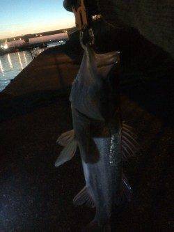 石津川河川シーバス、満足の一匹です