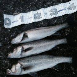 エビ撒きハネ釣り〜シラサエビをこまめに撒くと釣果UP