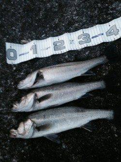 エビ撒きハネ釣り〜シラサエビをこまめに撒くと釣果UP