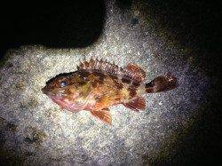 田ノ浦内でランガンしてライトゲーム